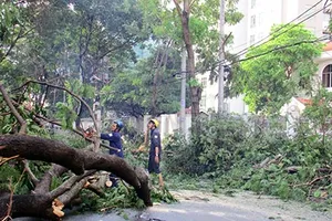 Mưa lớn, cây bật gốc đè chết một phụ nữ