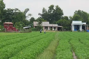 Hầm đất “khủng” giữa khu dân sinh