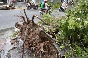 Cây ngã đè chết người: Nạn nhân chịu thiệt!