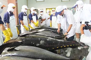 Người “chắp cánh” cho cá ngừ sang Nhật