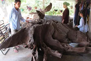 Náo loạn vì “gốc cây trị bá bệnh”