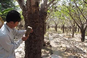 Trôm - đặc sản của Bình Thuận