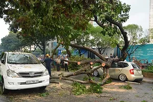 Cây đô thị ngã đổ: Lỗi người trồng và lỗi… vỉa hè!