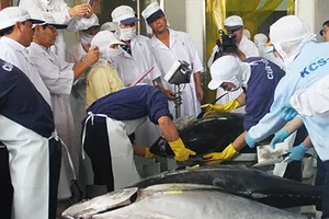 Cứu vãn chất lượng để cá ngừ 'hội nhập'