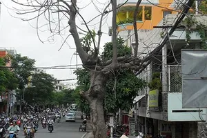 Cây xanh chết khô chưa được đốn hạ