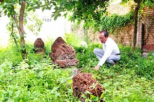 Tòa đã sai khi yêu cầu bốc mộ