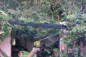 Mưa lớn, cây ngã đè sập nhà hàng tại TP.HCM