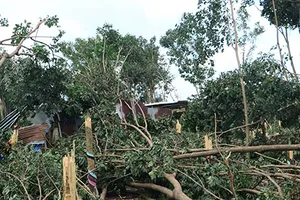 Lốc làm đổ cây cao su, người dân mất trắng