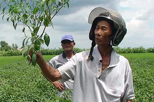 Nông dân khóc ròng vì trồng ớt không trái