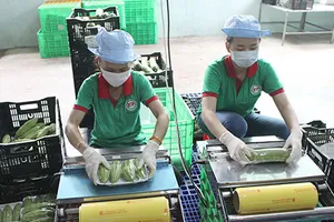 Bàn cách diệt ‘rau sâu’ để xuất khẩu sang EU 