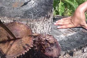 Bình Thuận: Phá rừng, có dấu hiệu bảo kê