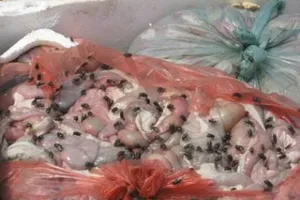 Phát hiện 200 kg nội tạng bẩn tại một cơ sở chế biến