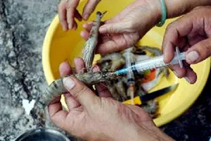 Bắt quả tang trường hợp tiêm tạp chất vào tôm 