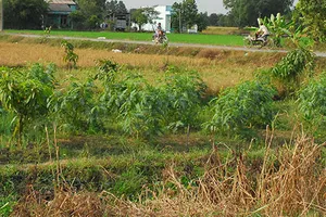 Không dễ tách thửa khu đất lớn 