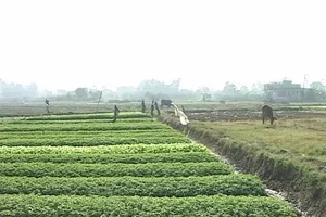 Rau đạt chuẩn VietGap hay không, khó phân biệt