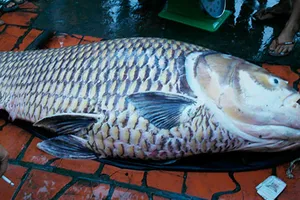 Cá hô vàng được bán với giá 162 triệu đồng