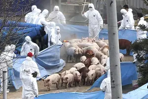 Heo Hàn Quốc bị lở mồm long móng