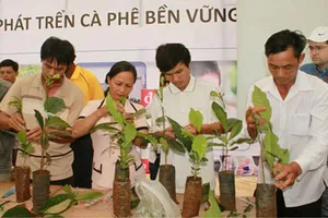 Bội thu nhờ cà phê ‘sạch’ 4C