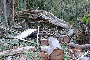 Phát hiện thêm hai điểm phá rừng phòng hộ Sông Lũy