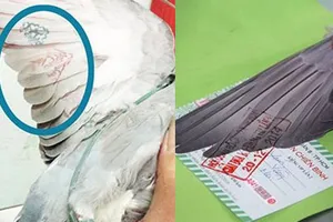 Chim lạ gắn chip có thể là bồ câu đua