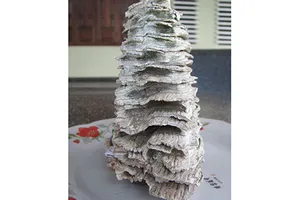 Phú Yên: Phát hiện hàm răng nghi của voi ma mút 