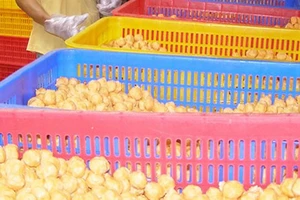 Sao không công khai DN sản xuất, kinh doanh thực phẩm bẩn? 