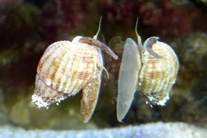 Độc tố trong ốc biển giống độc tố trong cá nóc