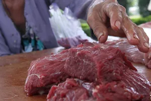 Lái bò dò xét hoạt động kiểm tra của thú y