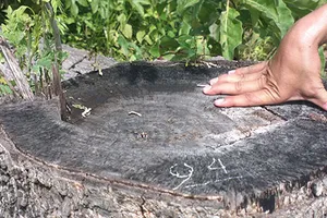 Lâm tặc khai: Hạ cây thuê cho bảo vệ rừng