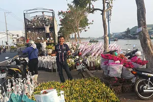 Mang vườn hoa Hà Lan về Sa Đéc