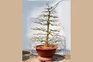 Đấu giá 10 cây mai quý để chăm lo người lao động nghèo