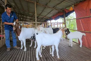 Cho thuê… dê phục vụ tết