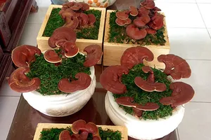 Kiểng độc chưng tết hút hàng