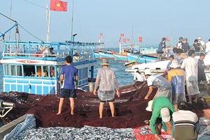 Ngư dân Lý Sơn trúng đậm ‘lộc biển’ đầu năm