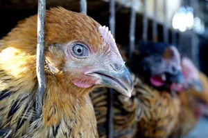 TP.HCM giám sát gia cầm, ngăn chặn cúm A/H7N9