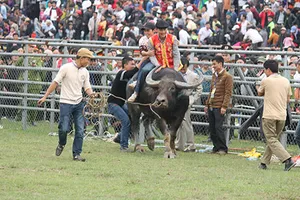 Không thịt ngưu vương trong lễ chọi trâu