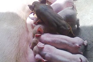 Tiền chưa trả hết, heo chết cả bầy