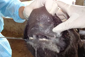 Đòi bồi thường 36 con bò bị tiêu hủy