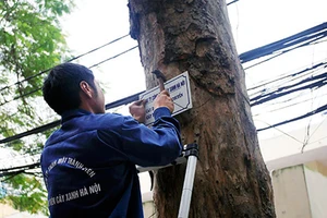 Chặt cây: 21 câu hỏi bị bỏ ngỏ 