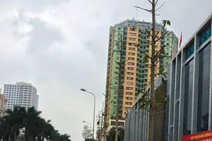 Cây vàng tâm không có trong danh sách cây trồng của Hà Nội?