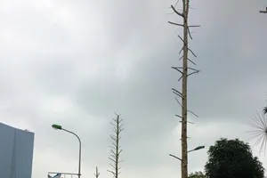 Chặt cây xanh - phát ngôn và quyền công dân 