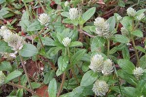 ‘Thần dược’ dễ thành ‘độc dược’