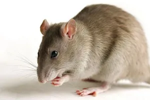 Thả chuột trong nhà hàng để quỵt tiền ăn