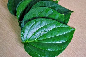 Trị mụn cám bằng bốn loại lá dễ kiếm