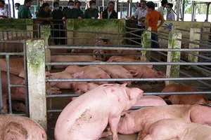 Heo thịt bị bơm nước và tiêm thuốc ngủ 