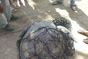Bạc Liêu: Phát hiện rùa biển nặng 62 kg