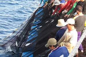 Xuất hiện ‘cò tàu cá’ lừa ngư dân