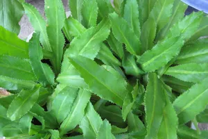 Miệng nặng mùi, đã có ngò gai