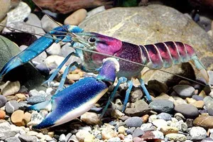 Phát hiện loài tôm tuyệt đẹp ở Indonesia 