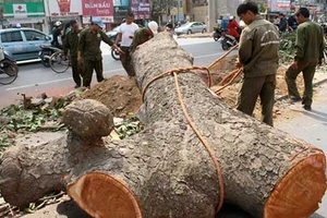 Kết luận thanh tra vụ chặt cây xanh Hà Nội: Chỉ một trưởng phòng bị xử nặng 